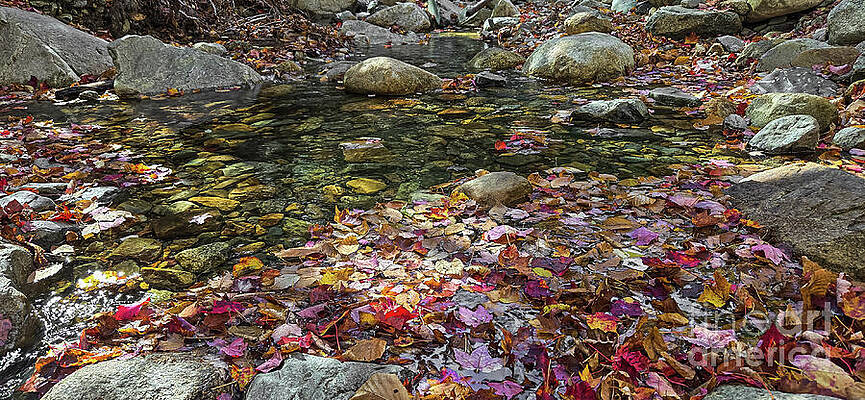 Colorful Autumn Leaves on Stream Photograph