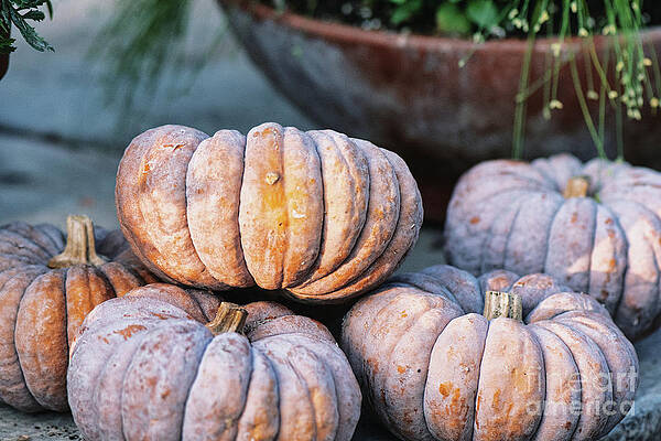 Garden Photograph - Autumn Pumpkin Gathering by Abigail Diane Photography