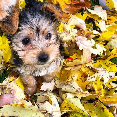 Fall Photograph - Autumn Puppy by Greg Lane