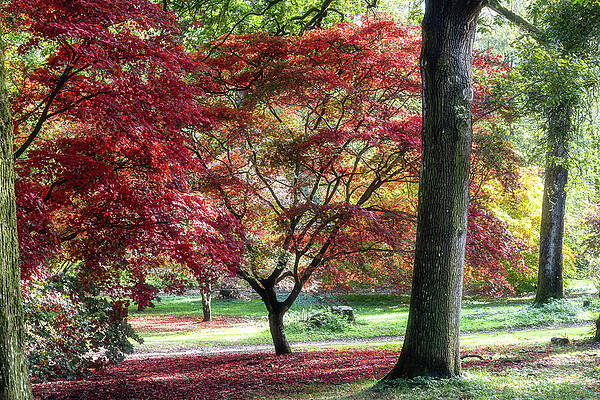 Vibrant Autumn Foliage in a Forest Wall Art