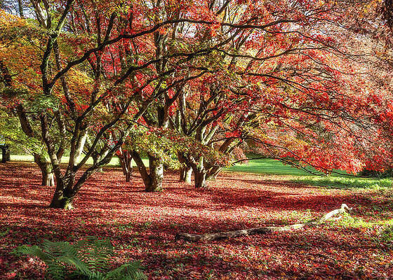 Autumn Trees in Vibrant Colors Wall Art