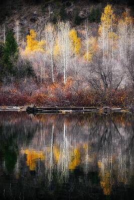 Tree Photograph - Autumn Reflection by Ursula Abresch