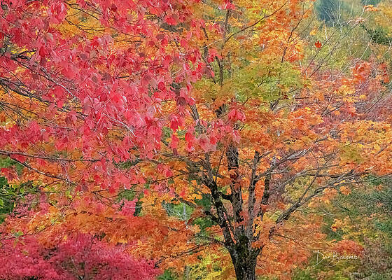 Vibrant Autumn Foliage Photograph