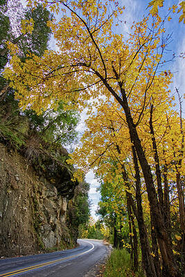 Autumn Road Through Forest Wall Art