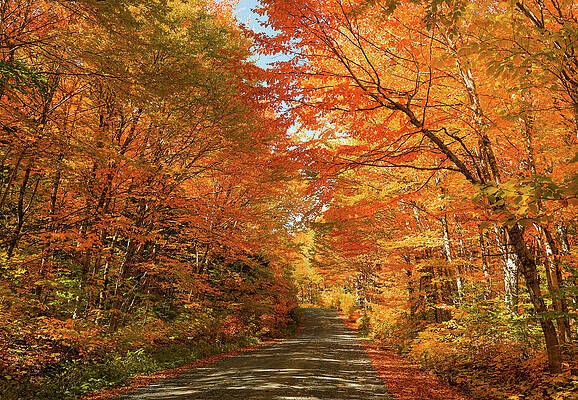 Wall Art featuring the photograph Autumn Road Through Baxter State Park by Dan Sproul