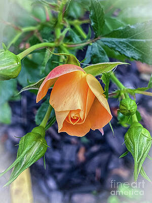 Fall Photograph - Autumn Rose by William Norton