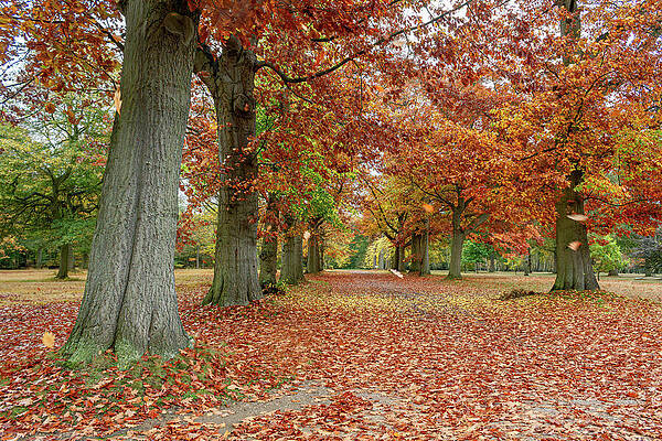 Autumn Pathway Wall Art