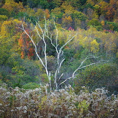 Autumn Forest with Bare Tree Wall Art