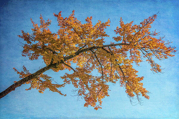 Wall Art featuring the photograph Autumn Skies by Dodie Ross
