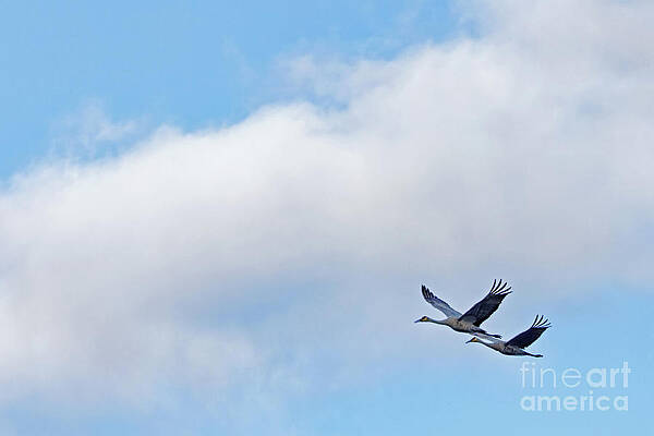 Fall Photograph - Autumn Skies In Grantsburg by Natural Focal Point Photography