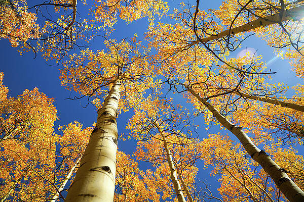 Autumn Skyview by Sunniye Buesing