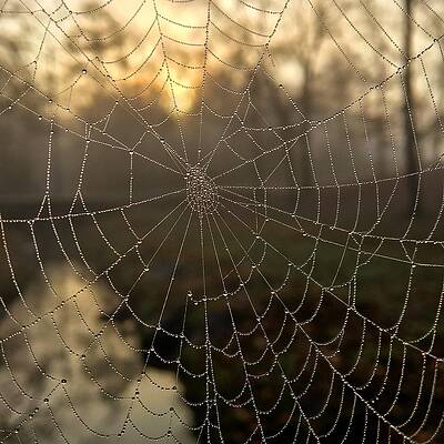 Fall Photograph - Autumn Spiderweb by Greg Lane