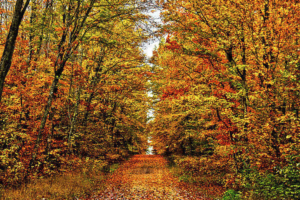 Michigan Photograph - Autumn Splendor by Vi Ray