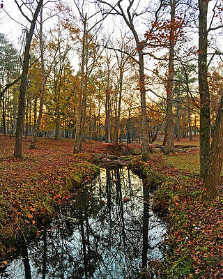 Color Photograph - Autumn Stream by Greg Lane