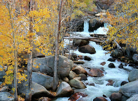 Autumn Stream with Golden Leaves Photograph