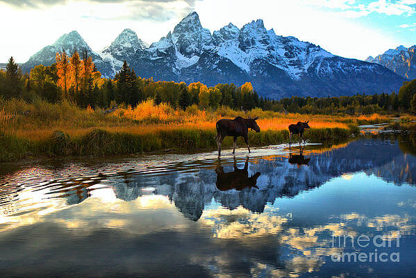 Wilderness Wall Art featuring the photograph Autumn Stroll Along The Snake River by Adam Jewell