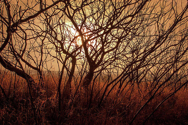 Serene Photograph - Autumn Sunrise In Sumac by Mark Triplett