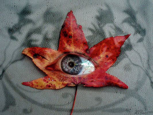 Photograph - Autumn Suspicion by David McKinney