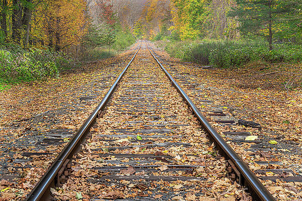 Nature Wall Art featuring the photograph Autumn Tracks by Dave King