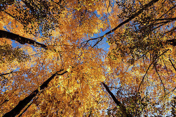 Fall Photograph - Autumn Tree Canopy 2 by Craig A Walker