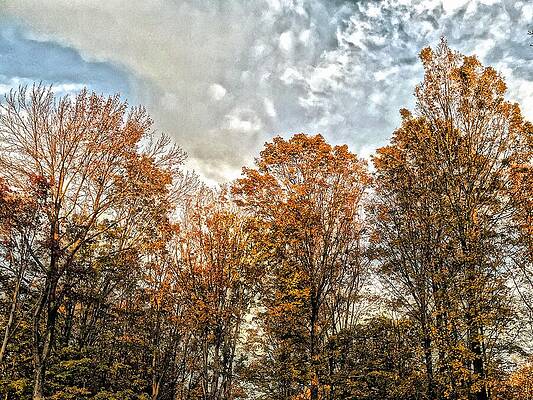 Autumn Trees Against a Cloudy Sky Wall Art