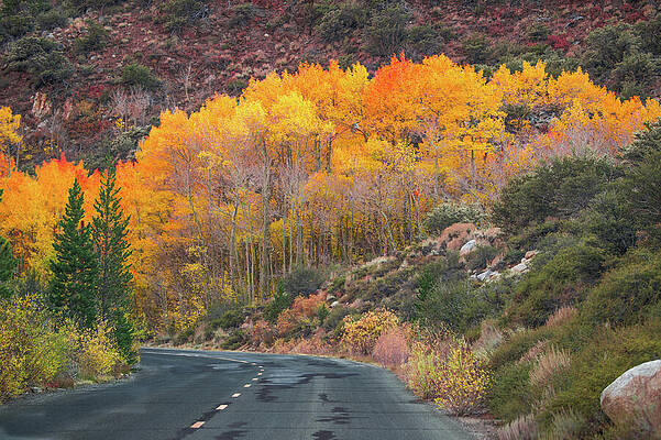 Wall Art featuring the photograph Autumn's Vibrant Foliage On A Winding Road by Bonnie Colgan
