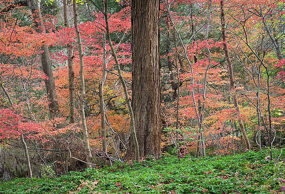 Fall Wall Art featuring the photograph Autumnal Forest by Dave King
