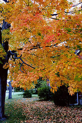 Serene Wall Art featuring the photograph Autumnal Splendor by Travel Essayist