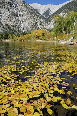 Autumn's Floating Leaves by Sunniye Buesing