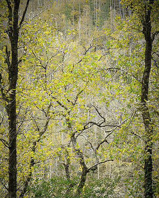 Autumn's Golden Glory Print