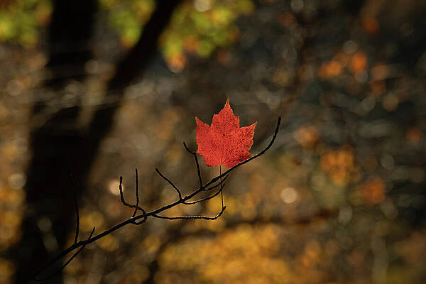 Wall Art featuring the photograph Autumn's Solitude by Dodie Ross