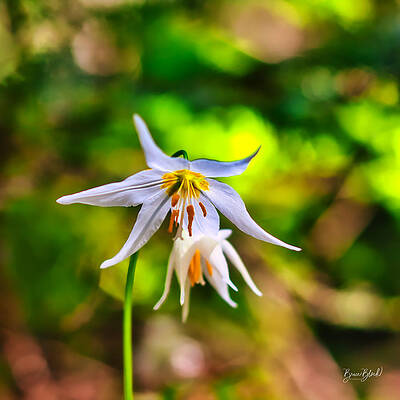 Oregon Photograph - Avalanch Lilly by Bruce Block
