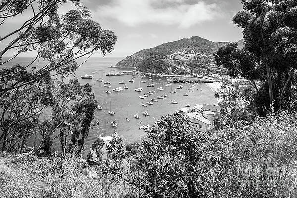 Wall Art featuring the photograph Avalon Bay Catalina Island Black And White Photo by Paul Velgos