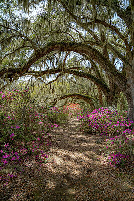 Reflection Photograph - Avenue Of The Oaks 2 by Cindy Robinson