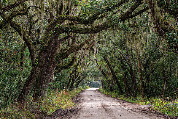 South Carolina Wall Art featuring the photograph Avenue Of Trees Edisto Island by Douglas Wielfaert