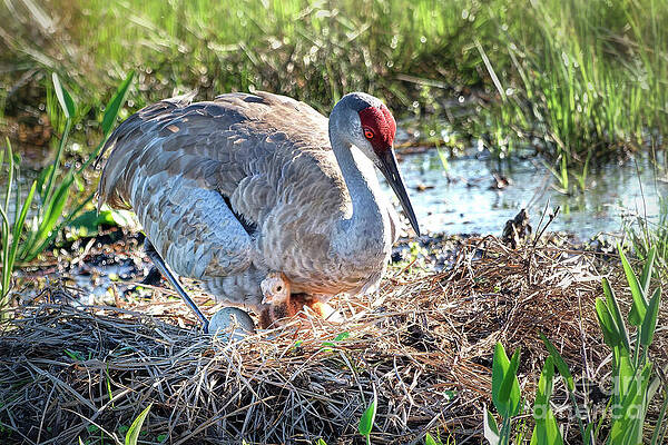 Fl Wall Art featuring the photograph Awaiting The Second Birth 5 Of 12 by Mary Lou Chmura