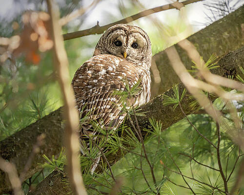 Large Photograph - Awaken by James Overesch