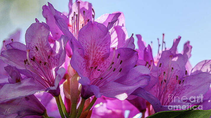Natural Photograph - Azalea Blooms by D Lee