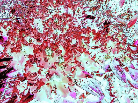Abstract Photograph - Azalea Blossoms by Bruce Block