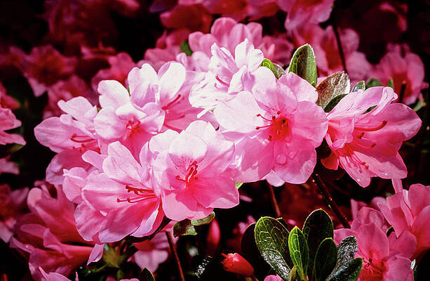 Photograph - Azalea Bush by Steven Nelson
