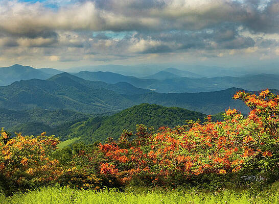 Sky Photograph - Azaleas At The Roan Highlands by Theresa D Williams Smoky Mountains