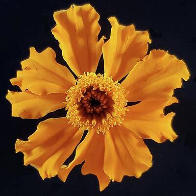 Red Photograph - Aztec Marigold by Joy Garso