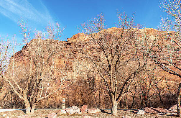 Sky Wall Art featuring the photograph Azure Sky Salmon Rocks And Cottonwoods At Moab by Tom Cochran