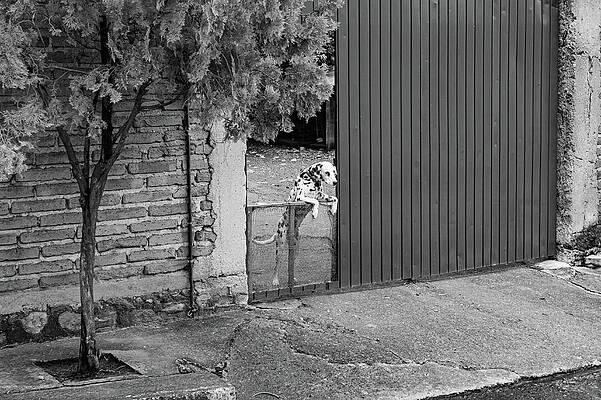 Wall Art featuring the photograph B/W Dalmatian - Don't Fence Me In by Bonnie Colgan