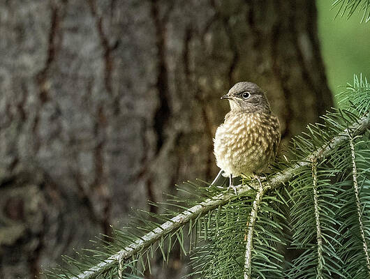 Wall Art featuring the photograph Baby Blue Bird by Jean Noren
