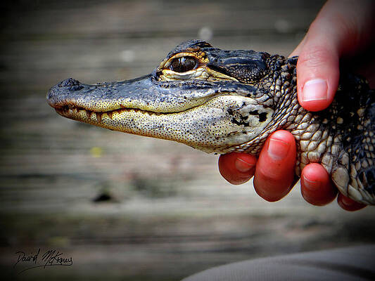Photograph - Baby Gator by David McKinney