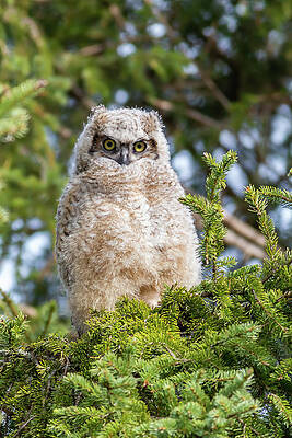 Baby Great Horned Owl by Linda Ryma