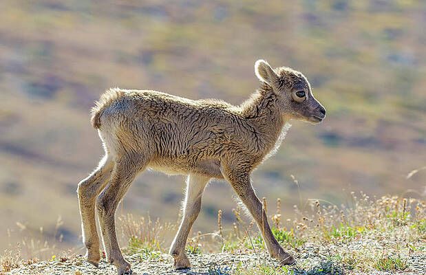 Colorado Wall Art featuring the photograph Baby Rocky Mountain Sheep by Shirley Dutchkowski