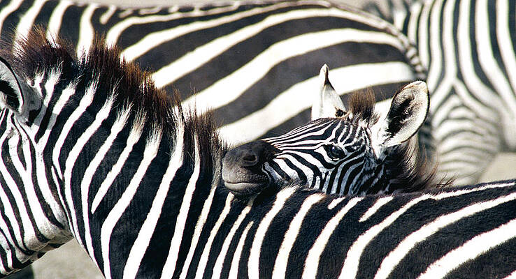 Water Photograph - Baby Zebra, Ahead Of The Herd by Bonnie Colgan