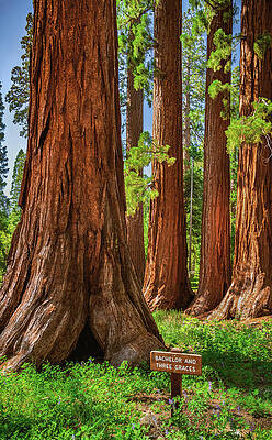 Beautiful Photograph - Bachelor And Three Graces Sequoia Trees, California by Abbie Warnock